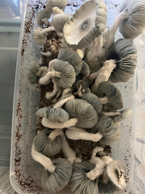 jack frost mushroom strain