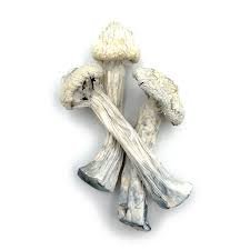 albino avery mushrooms