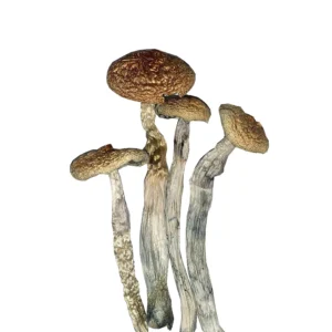 india orissa mushroom