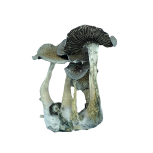 albino burma mushrooms