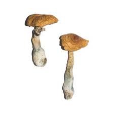 Golden Halo Mushroom
