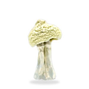 albino zilla mushroom