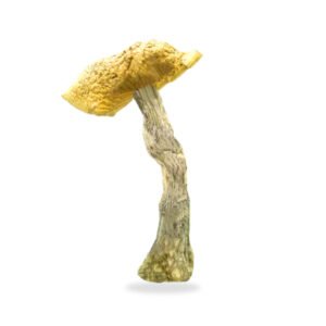 Daddy Long Legs Magic Mushrooms